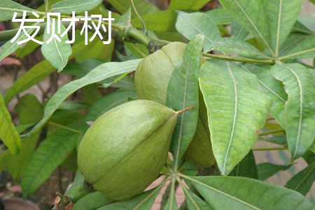 Fortune tree fruit