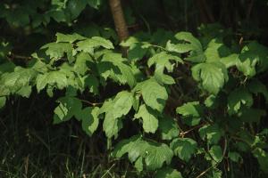 how many teak trees can be planted in one acre