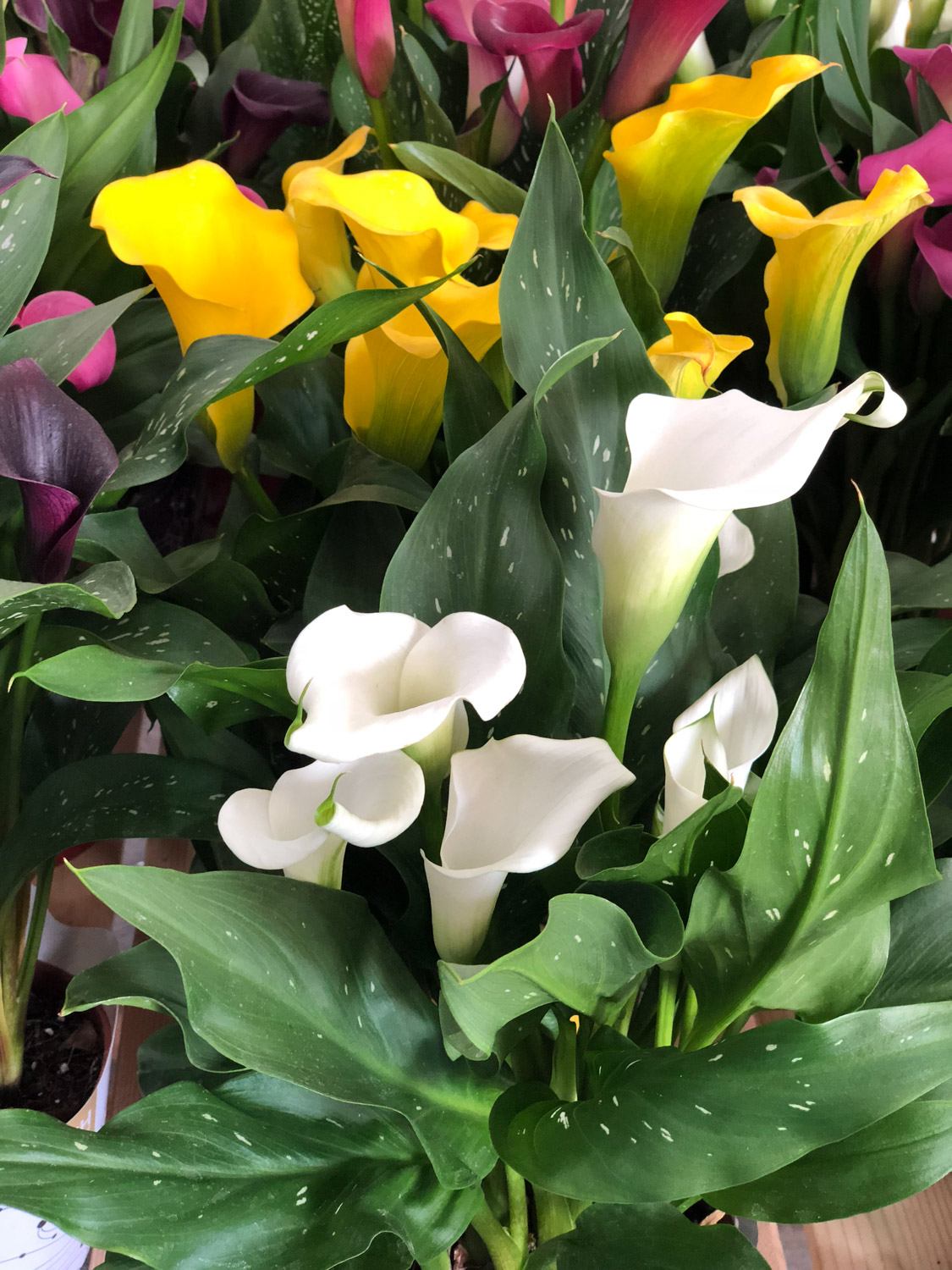 calla lily 