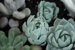 how deep to plant jatropha multifida in a pot