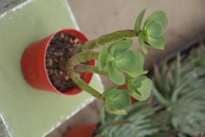 How to grow more lateral buds