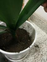 how to remove ants from a potted plant