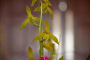 Orchid pictures and varieties
