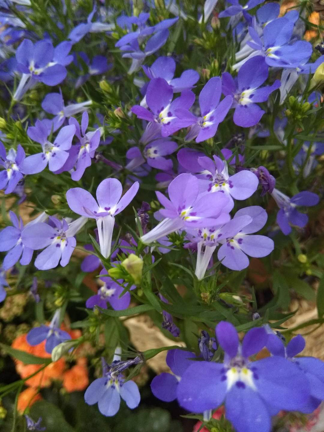 Garden Lobelia