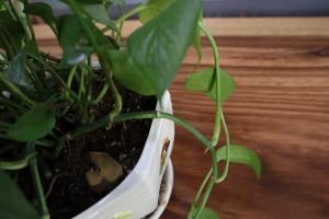 how to plant radish in pot