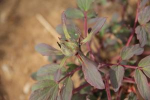 how high for tomato plant