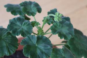 Can Geranium be cultured indoors?