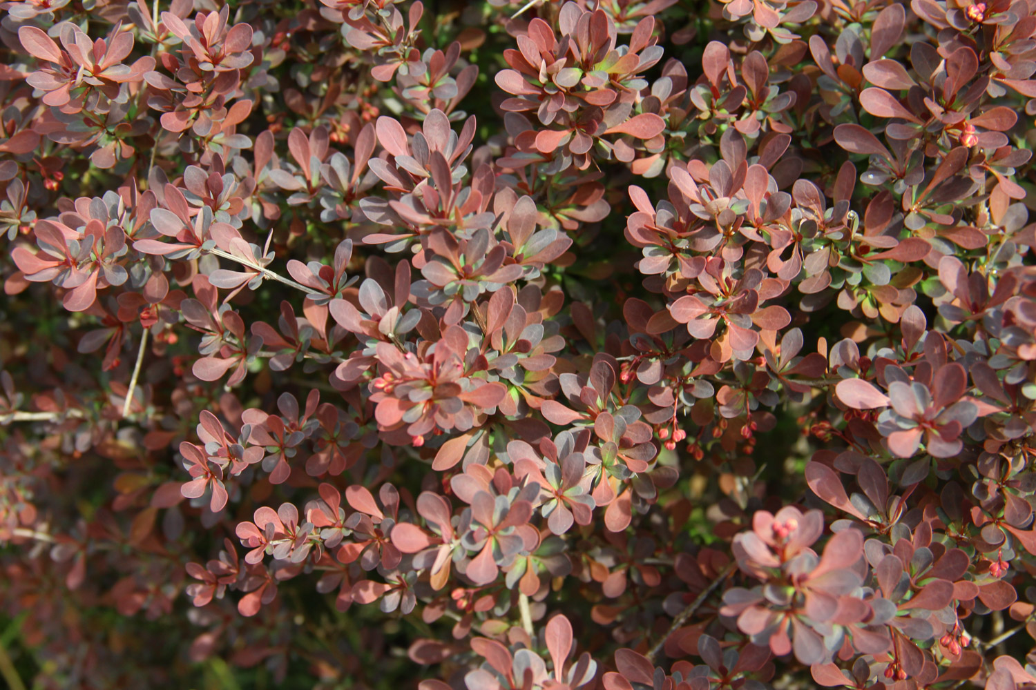 berberis thunbergii 