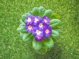 How to make primroses bloom on New Year's Day