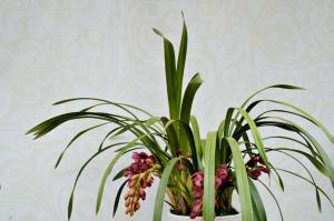 What soil is used for Cymbidium breeding