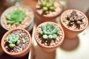 Fleshy and blooming, very amazing, but how to raise it