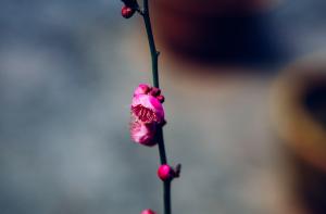 When does the plum blossom blossom