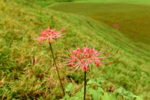 Lycoris like flowers