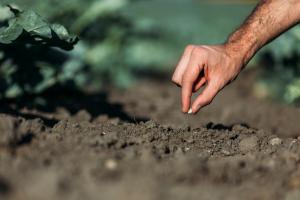 how much to charge for tomato plants