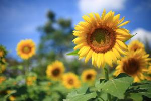 This flower is a gold plate. The more it is dried, the more it can burst into the sea. Its eyes are full of gold!