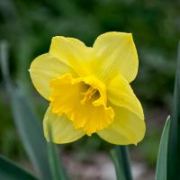 Is Narcissus cultivated in soil or in water