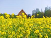 When does the rape flower bloom