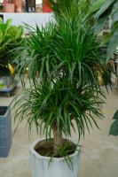 How to raise dragon blood tree in winter? It doesn't have yellow leaves all winter!