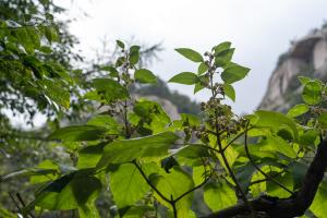 What are the varieties of Paulownia