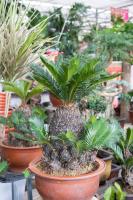 What are the varieties of Cycas