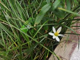 how do elderberry plants improve water