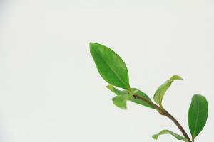When does windmill Jasmine bloom