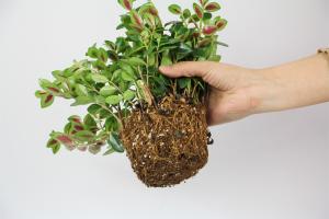 How does goldfish Chlorophytum breed