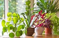 how to plant orchid tree seed pods