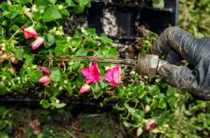 how to plant a rose stem in water