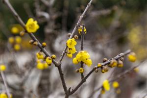 Breeding methods and precautions of Chimonanthus praecox