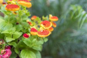 what is fruit tree planting