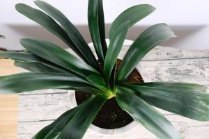 how to properly defoliate a pot plant