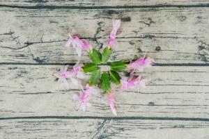 how to plant dianthus in a pot