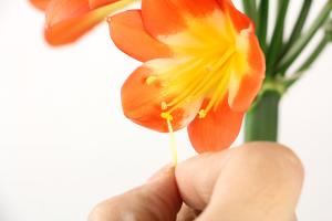 What soil do you choose for breeding Clivia