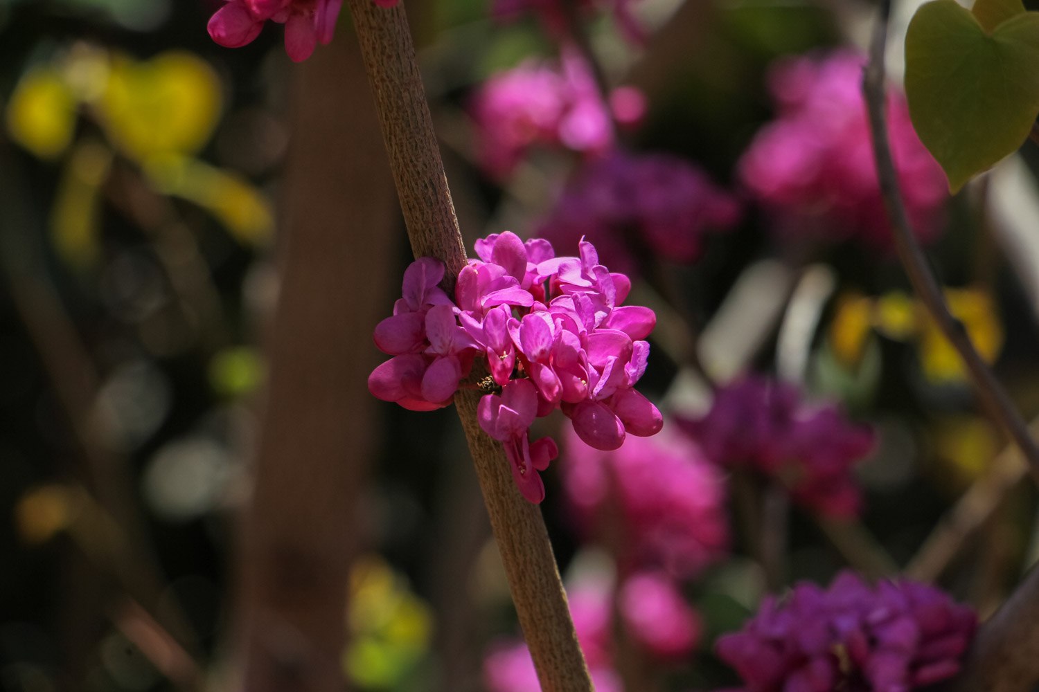 Bauhinia