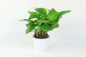 how does water effect plant growth