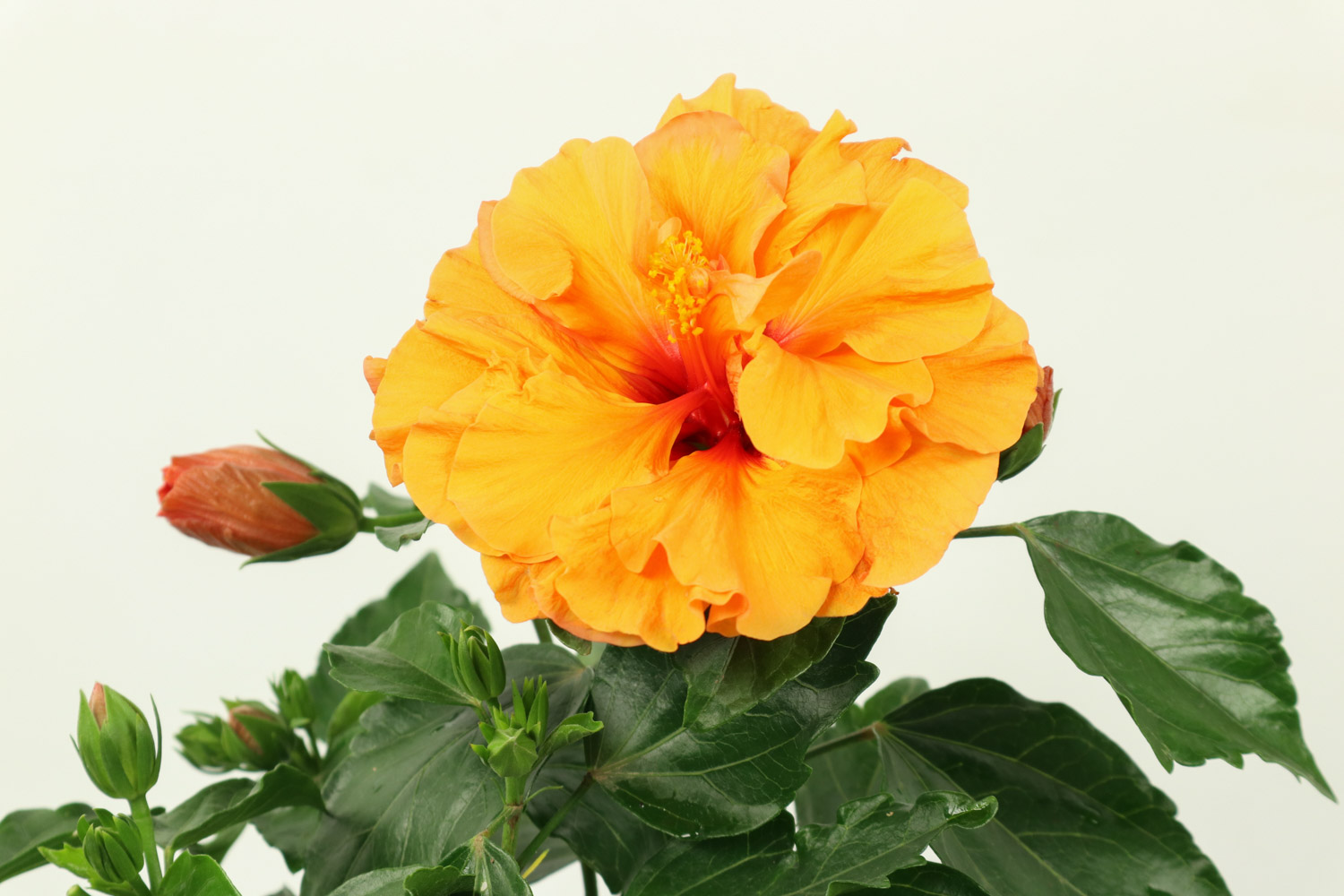 Hibiscus rosa sinensis