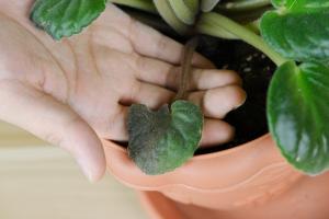 are thick short pot plants good