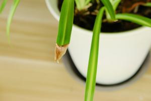 how long can desktop bamboo plants live without water