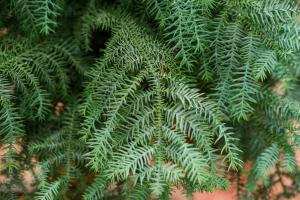 How to prune Australian fir