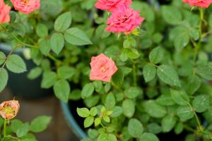 These 20 roses, like flowering cabbage, taste perfume, and are poisoned!