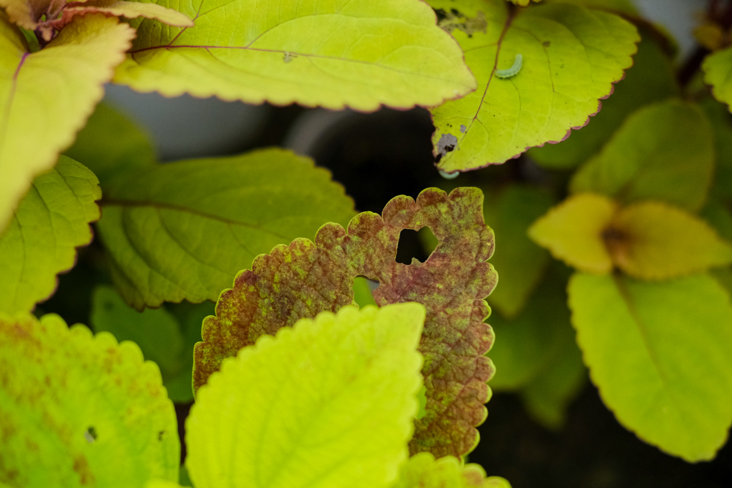 Coleus