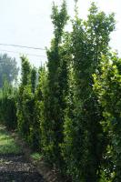 What are the varieties of boxwood