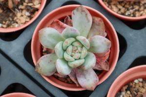 how to plant a succulent in a pot without hole