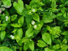 What are the varieties of Zoysia