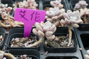 Allen's breeding methods and precautions