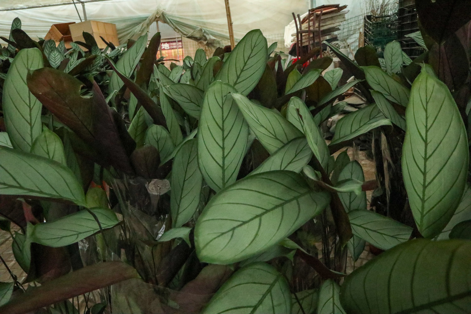 Flying feather bamboo taro