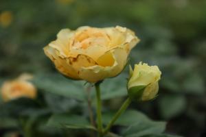 For the 10 kinds of roses with the longest flowering period, plant one for more than half a year