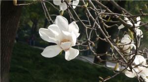 The difference between Magnolia grandiflora and Magnolia grandiflora