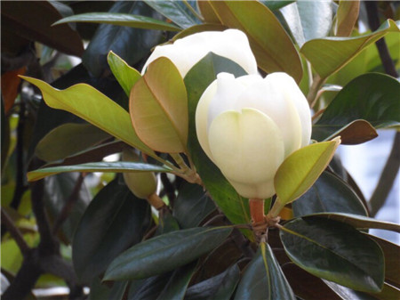 Magnolia grandiflora